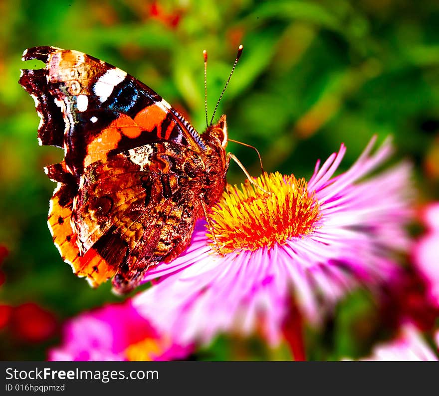 Butterfly on flower