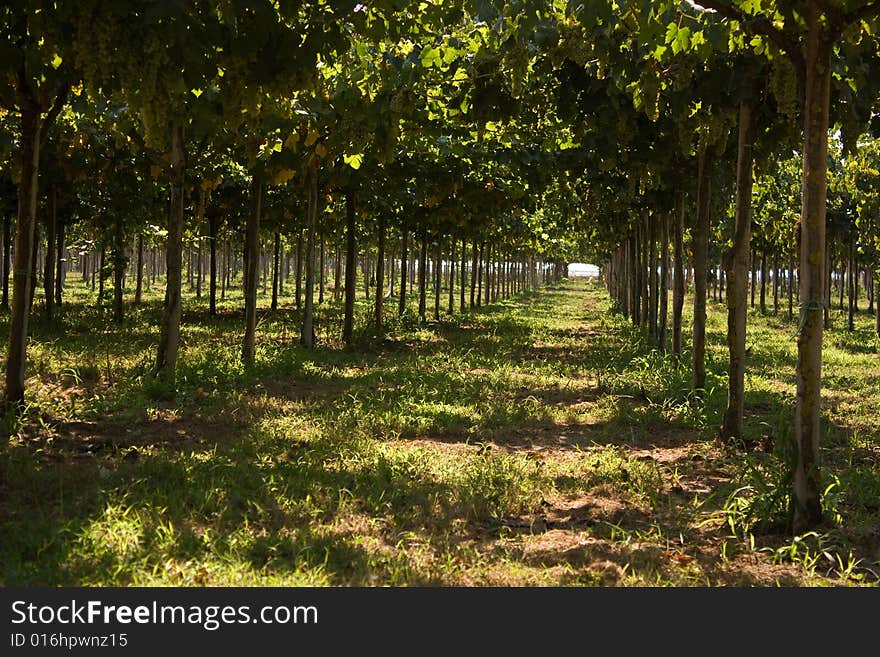 Grapes hanging in the vineyard in summer. In Terracina (Italy). Grapes hanging in the vineyard in summer. In Terracina (Italy).