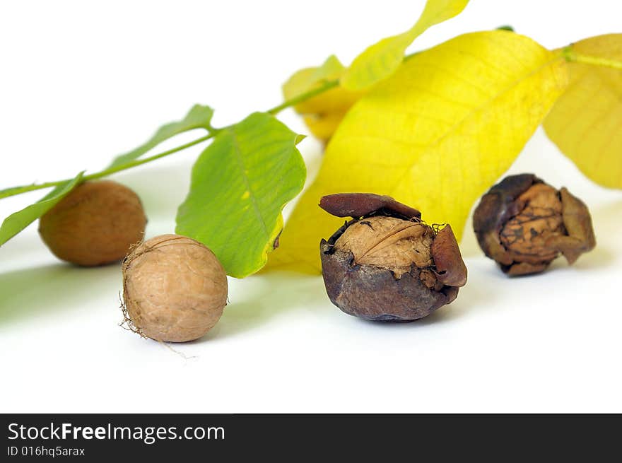 Fresh walnut and leaf isolated on a white background