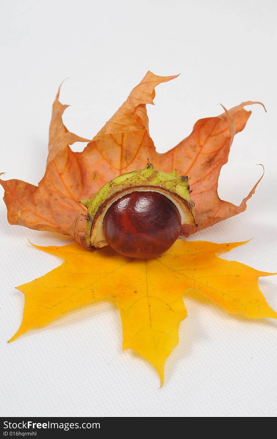 Autumn maple leaves and chestnuts - isolated. Autumn maple leaves and chestnuts - isolated