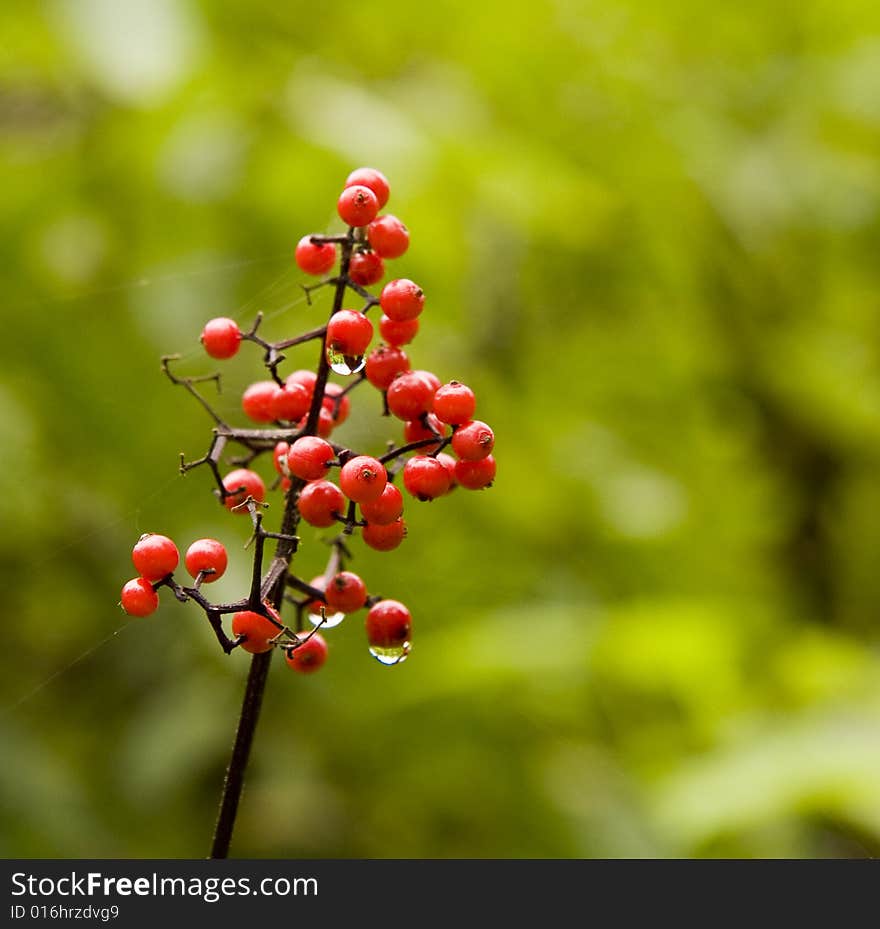 Holly or Pyracantha berries wet with dew on a green background. Holly or Pyracantha berries wet with dew on a green background