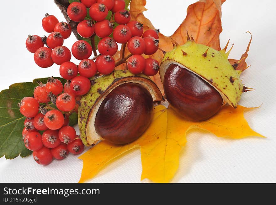 Autumn rowan  tree leaves and chestnuts - isolated. Autumn rowan  tree leaves and chestnuts - isolated