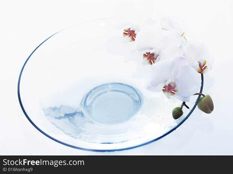 Close up of the white orchid in blue water