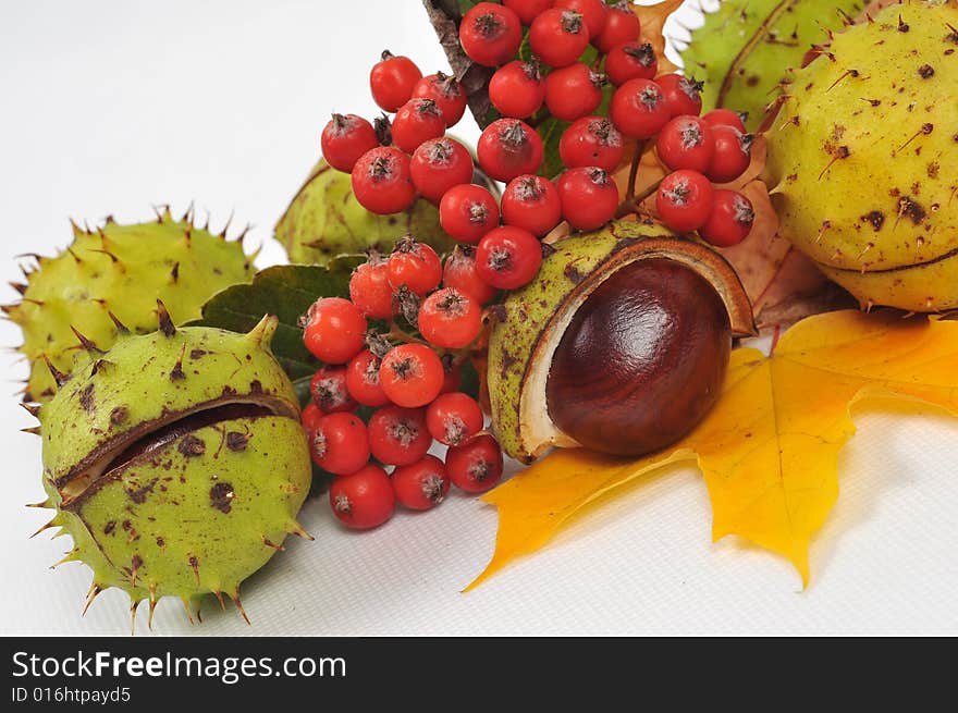 Autumn rowan  tree leaves and chestnuts - isolated. Autumn rowan  tree leaves and chestnuts - isolated