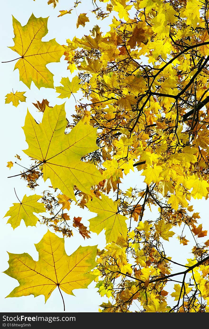 Yellow leaf background close up. Yellow leaf background close up