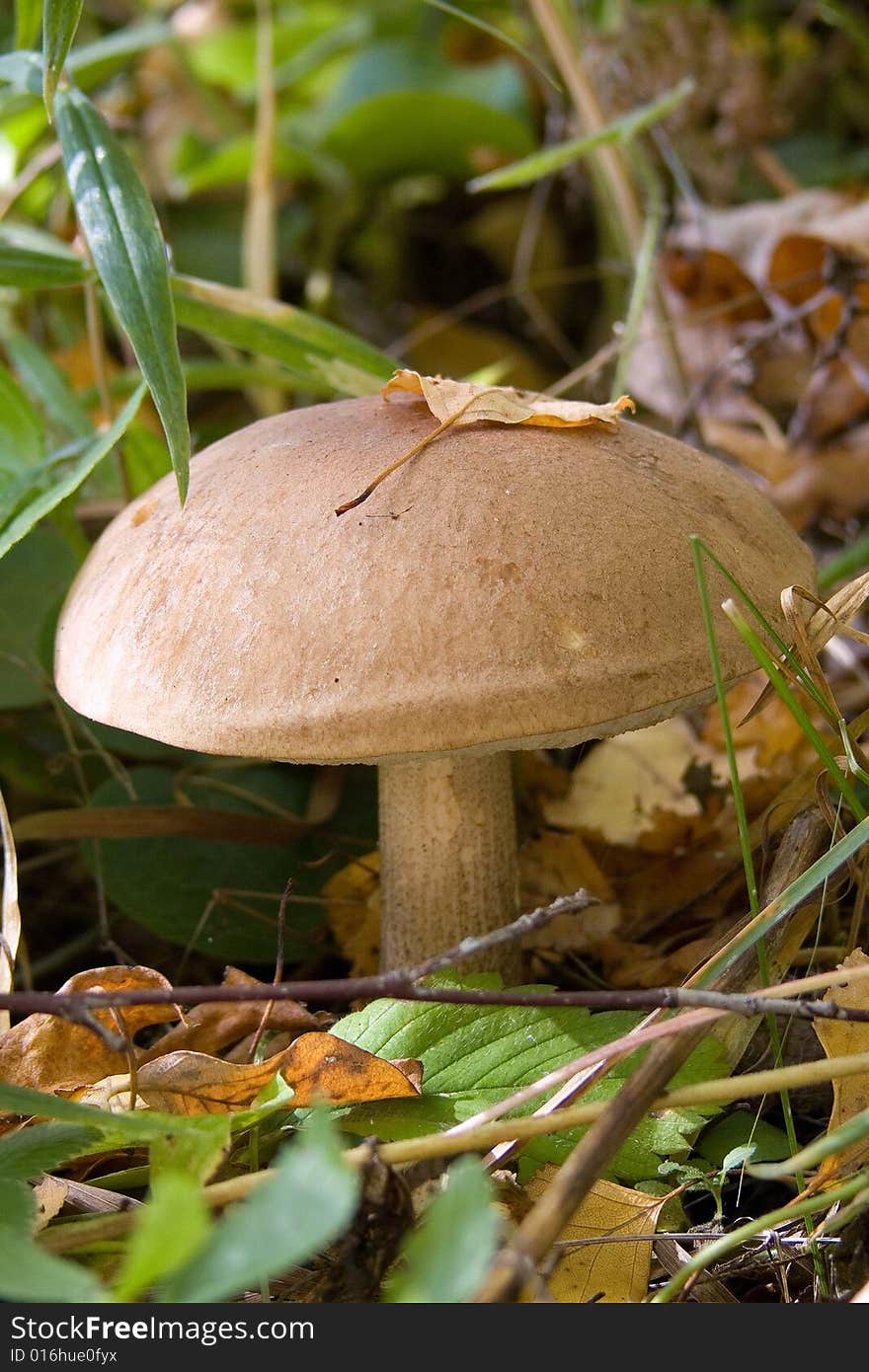 Autumn. Kazan city.The Mushroom.Fungi. Autumn. Kazan city.The Mushroom.Fungi.