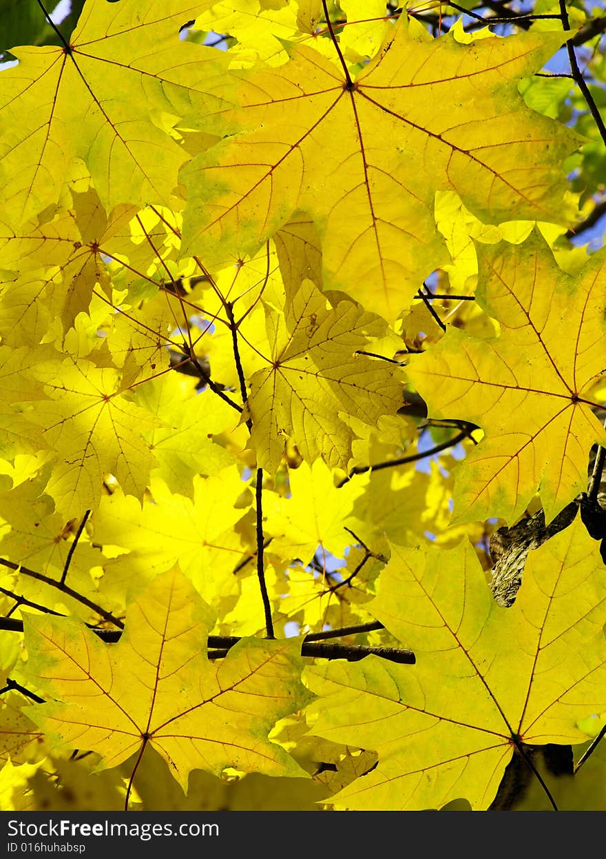 Yellow leaf background close up. Yellow leaf background close up