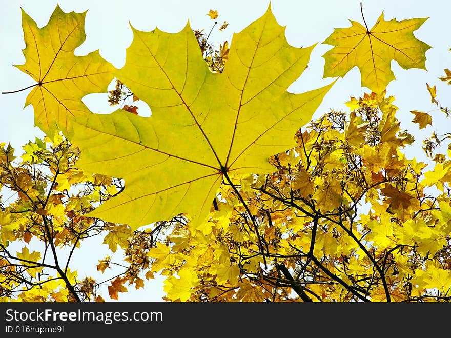 Yellow leaf background close up. Yellow leaf background close up