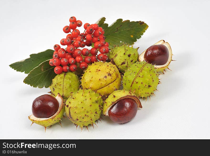 Autumn rowan tree leaves and chestnuts - isolated. Autumn rowan tree leaves and chestnuts - isolated