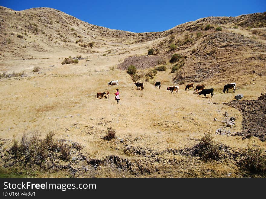 Peruvian Shepherd