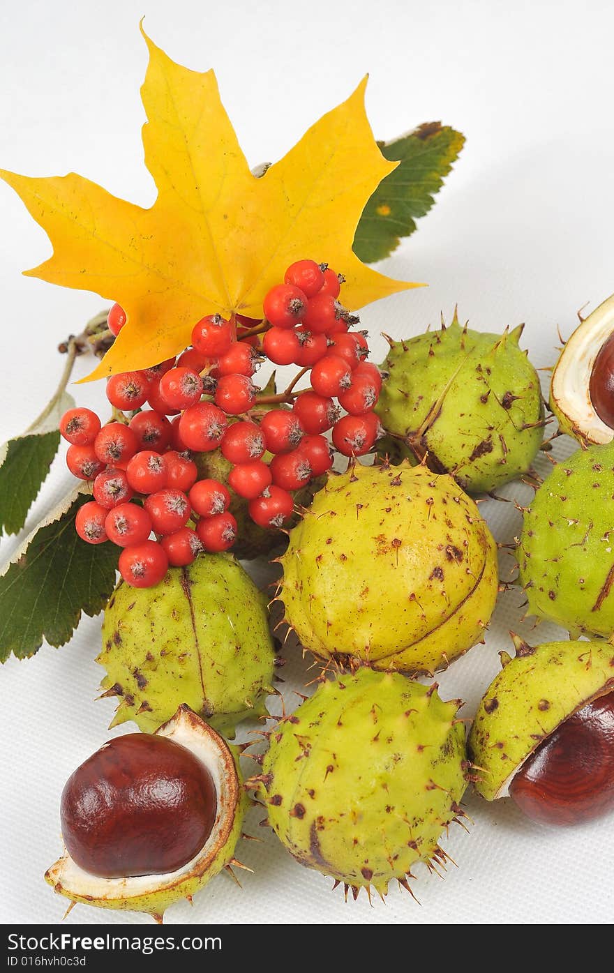 Autumn rowan tree leaves and chestnuts - isolated. Autumn rowan tree leaves and chestnuts - isolated