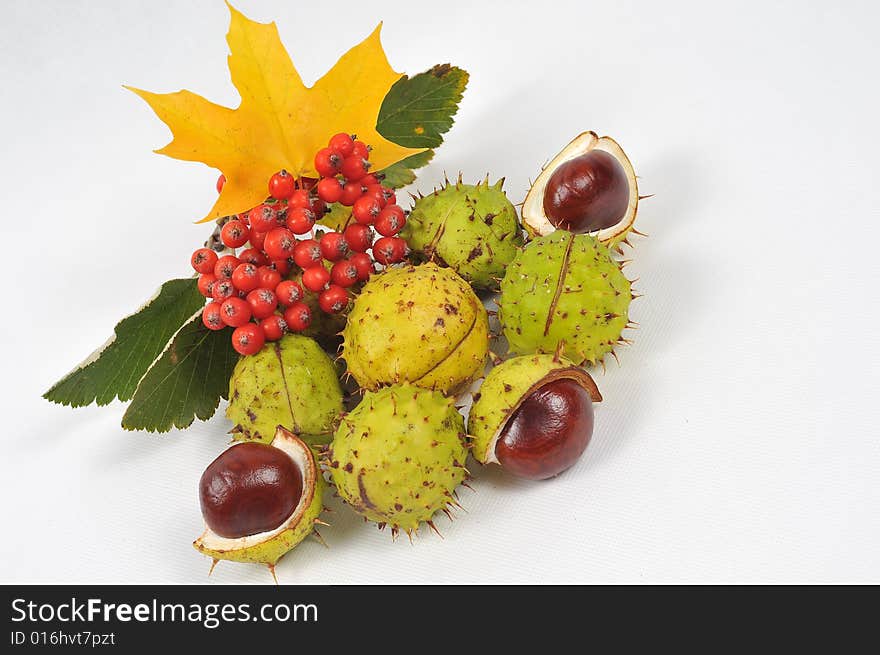 Autumn rowan tree leaves and chestnuts - isolated. Autumn rowan tree leaves and chestnuts - isolated