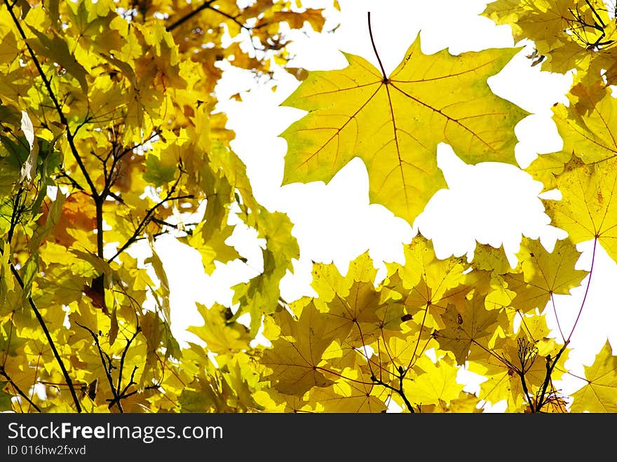 Yellow leaf background close up. Yellow leaf background close up