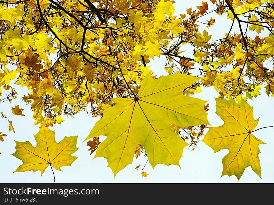 Yellow leaf background close up. Yellow leaf background close up