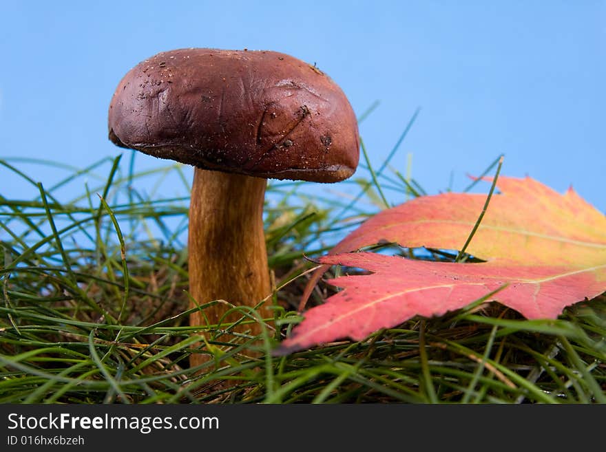 Beautiful mushroom in a grass on a background blue sky