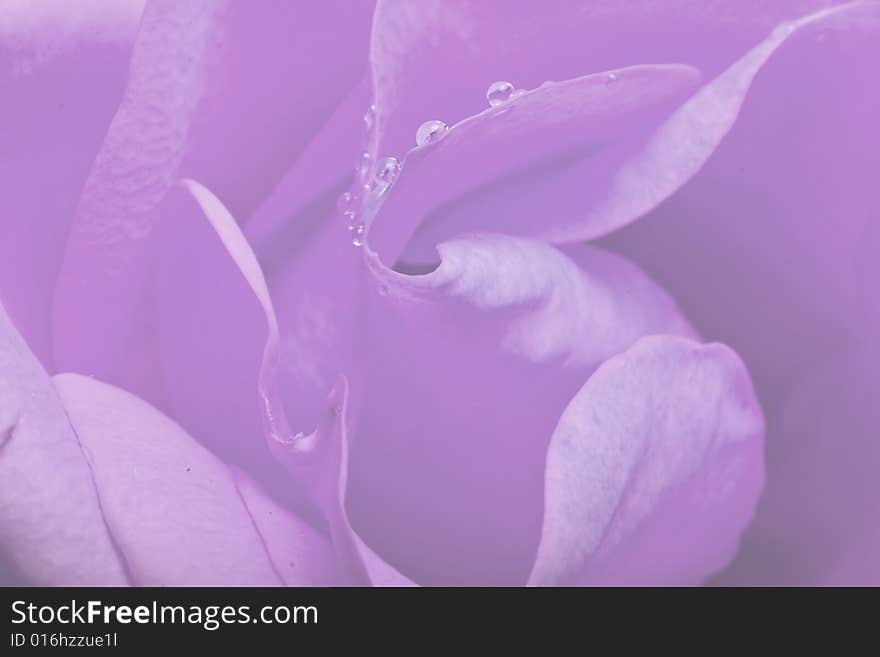 Macro shot of water drops on  rose petals