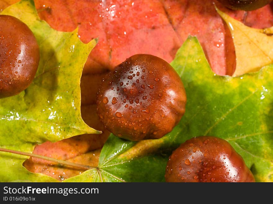 Closeup of chestnuts with raindrops (on autumn leaves). Closeup of chestnuts with raindrops (on autumn leaves)