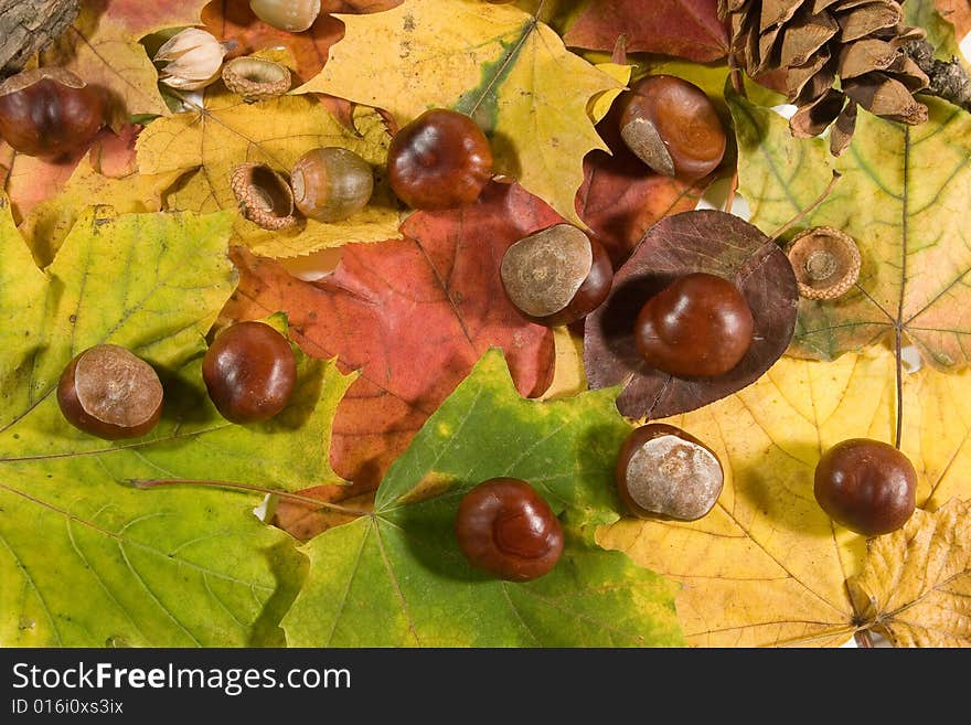 Autumn background (chestnuts, acorns and pinecones on autumn leaves)