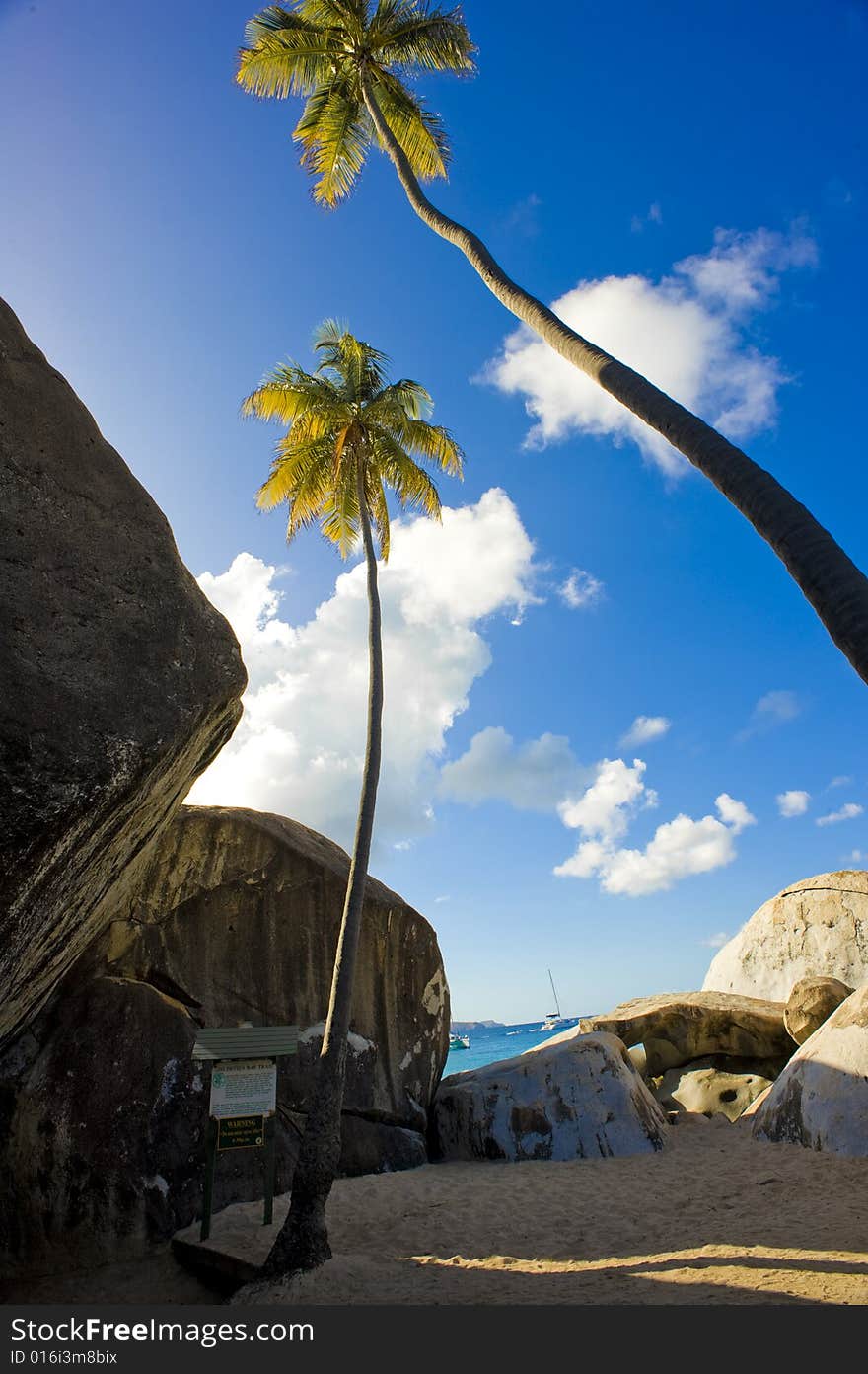 Palm Trees At Beach