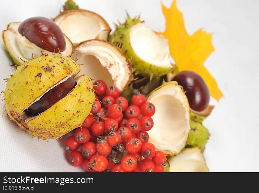 Autumn rowan tree leaves and chestnuts - isolated. Autumn rowan tree leaves and chestnuts - isolated