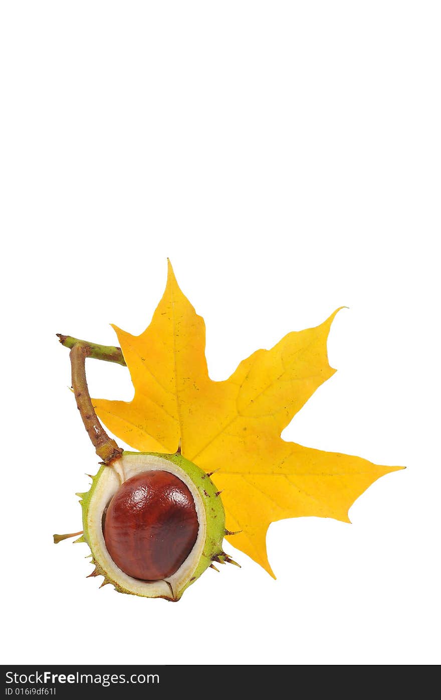 Image of conker with maple leaf. Image of conker with maple leaf