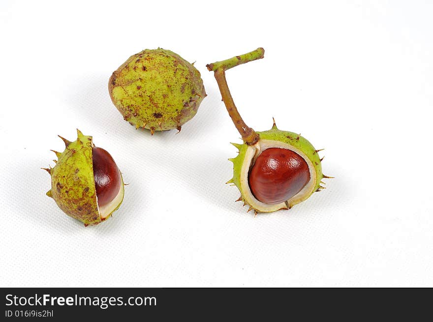 Image of three conkers on white background. Image of three conkers on white background