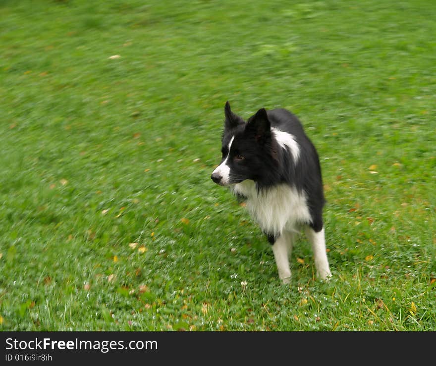 Black and white dog moving