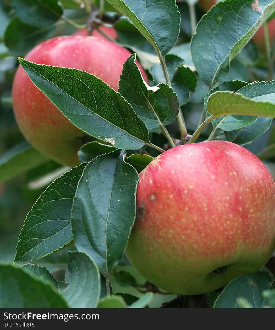 Two apples on tree branch