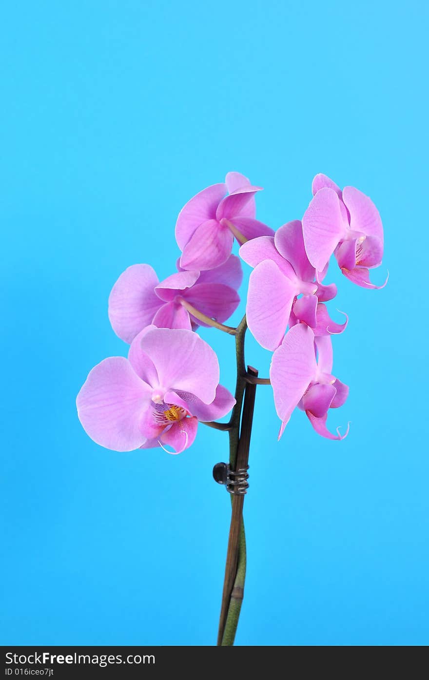 Pink flowers orchid on a blue background. Pink flowers orchid on a blue background