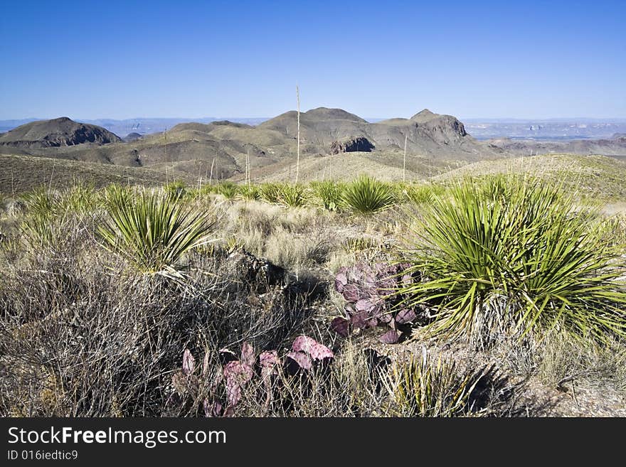 Landscape of Big Bend