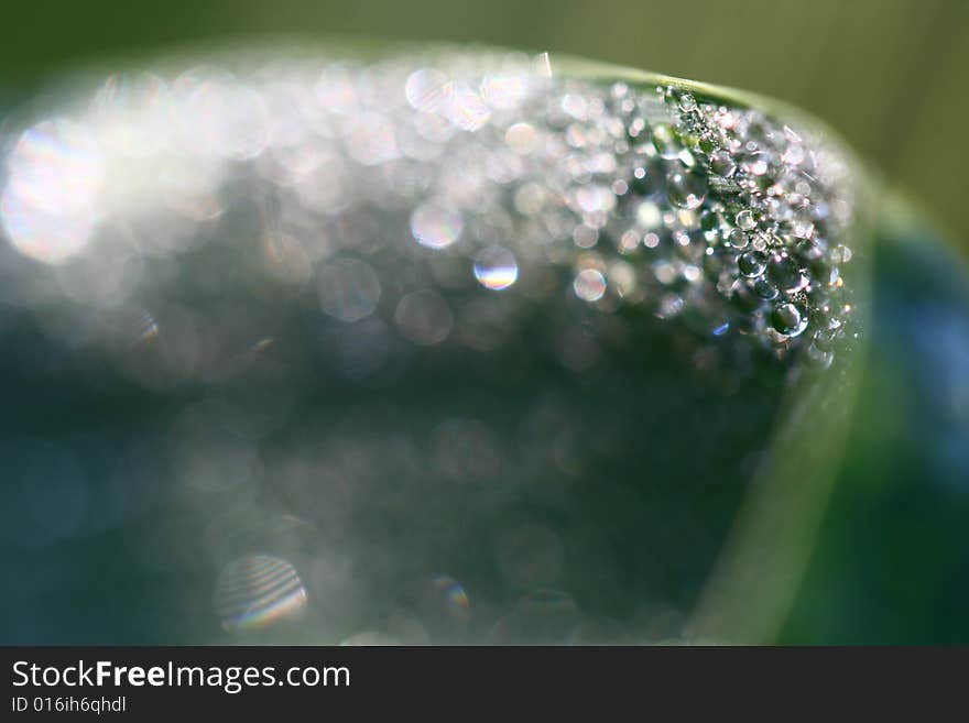 A closeup (macro) view on drops on a leaf. A closeup (macro) view on drops on a leaf