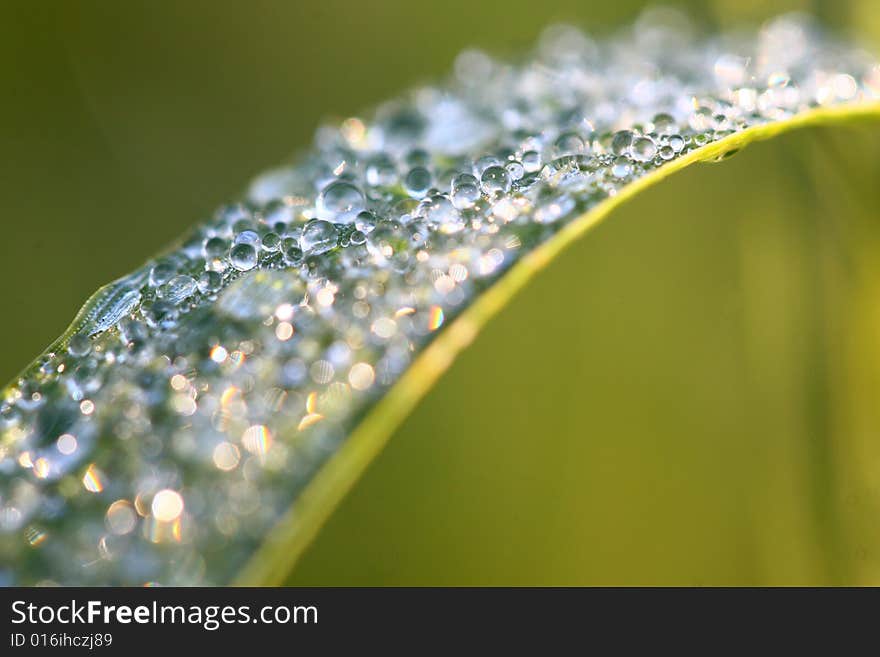 A closeup (macro) view on drops on a leaf. A closeup (macro) view on drops on a leaf