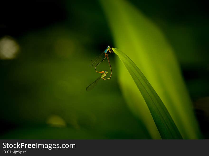 The mating damselflies. Did you see the heart shape in the picture?. The mating damselflies. Did you see the heart shape in the picture?