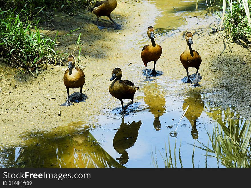 Ducklings