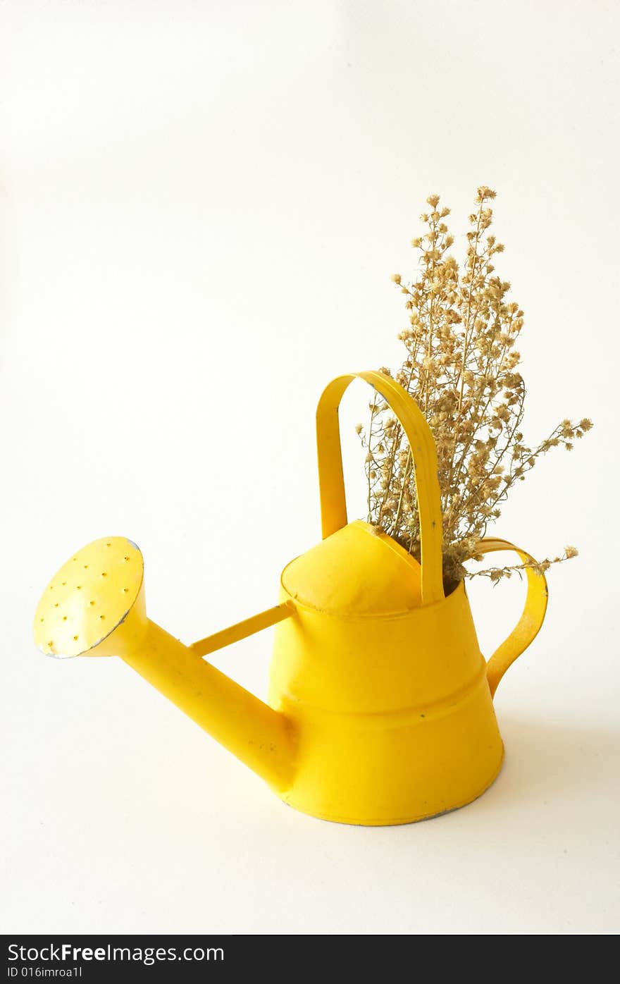 Dry flower in watering can.Front side. Dry flower in watering can.Front side