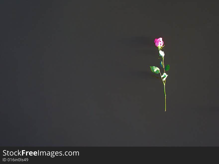 Floating Rose