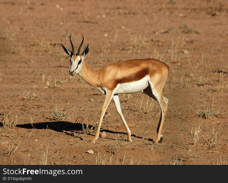 A Springbok Antelope in the Kalahari Desert, Southern Africa. A Springbok Antelope in the Kalahari Desert, Southern Africa.