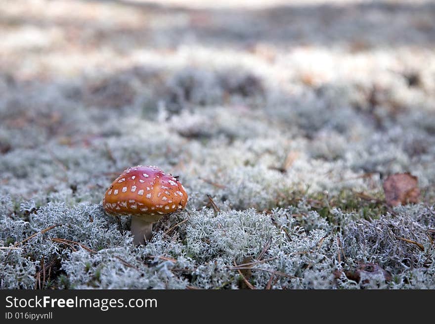 Mushroom, red fly agaric