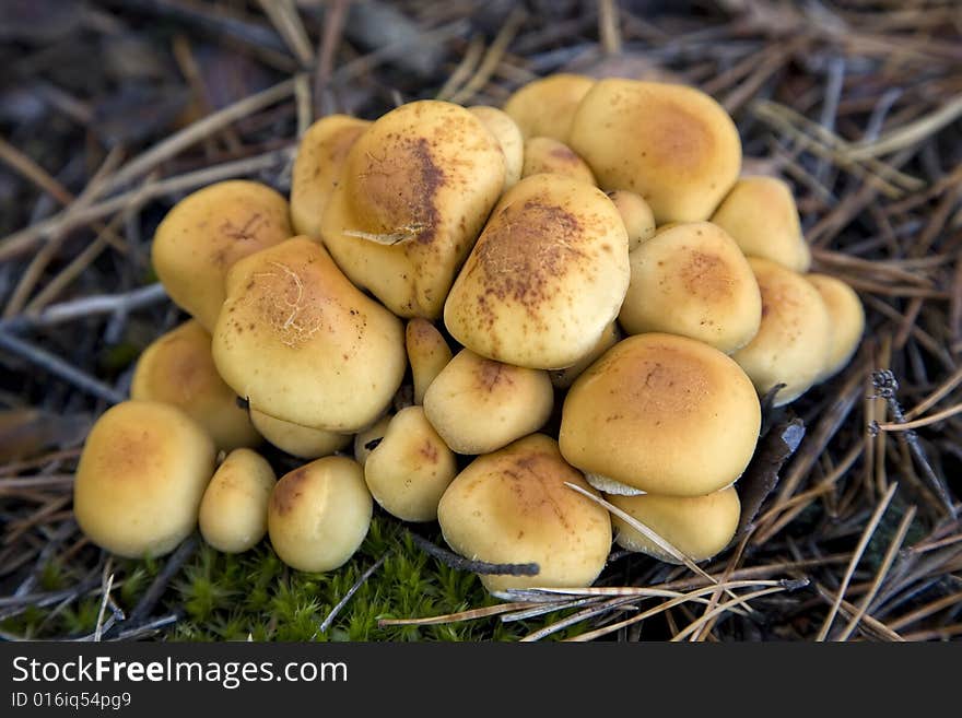 Group of mushrooms (Hypholoma fasciculare)