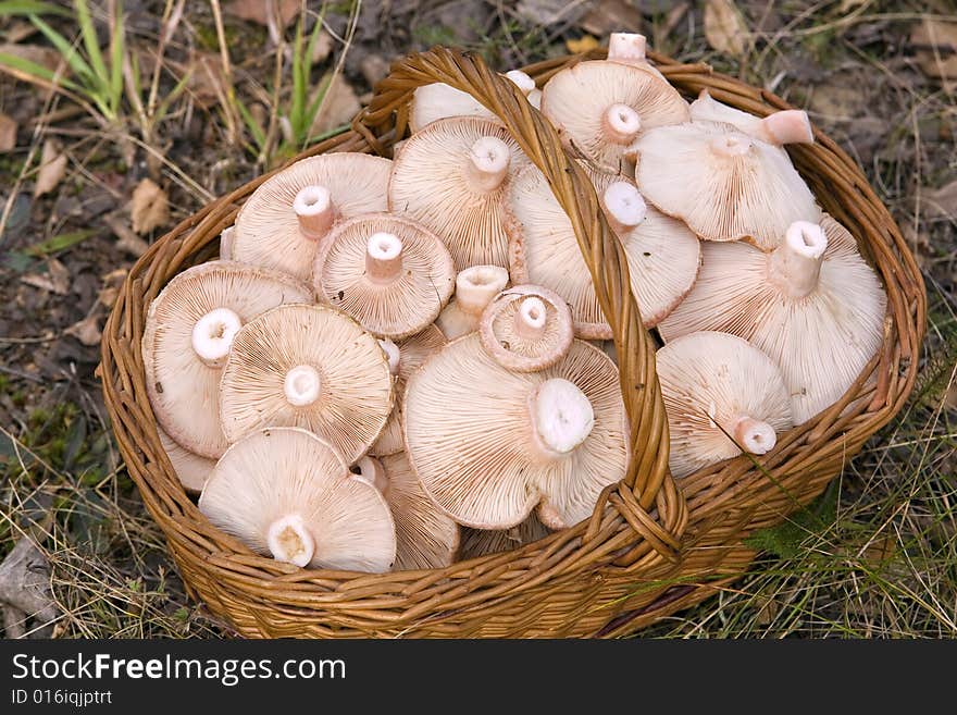 Basket, full of mushrooms( Lactarius torminosus)