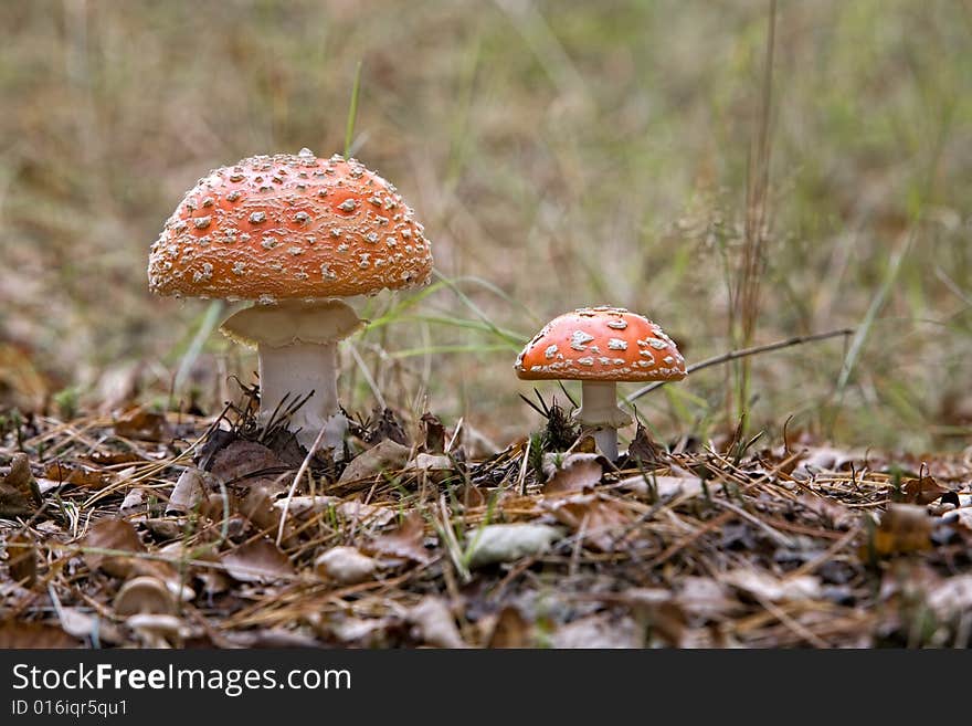 Couple of mushrooms, fly agaric (Amanita muscaria)