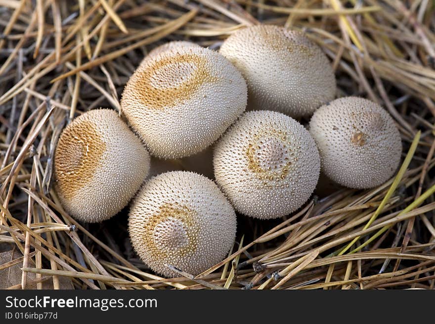 Group of mushrooms (Lycoperdon umbrinum).