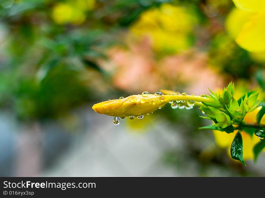 Closeup shot of a closed Yellow Allamanda (Allamanda cathartica) flower after the rain. Closeup shot of a closed Yellow Allamanda (Allamanda cathartica) flower after the rain