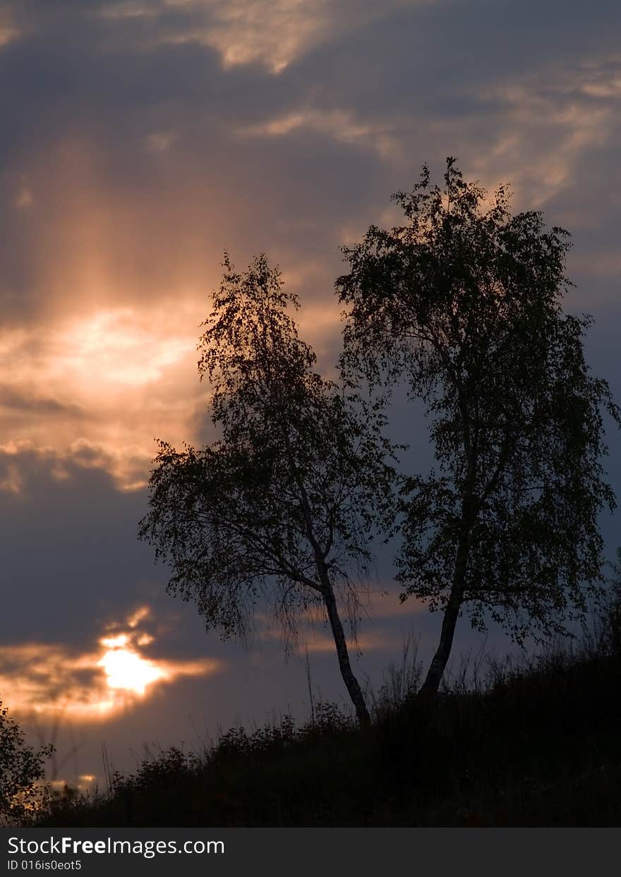 Birch on background of the sundown