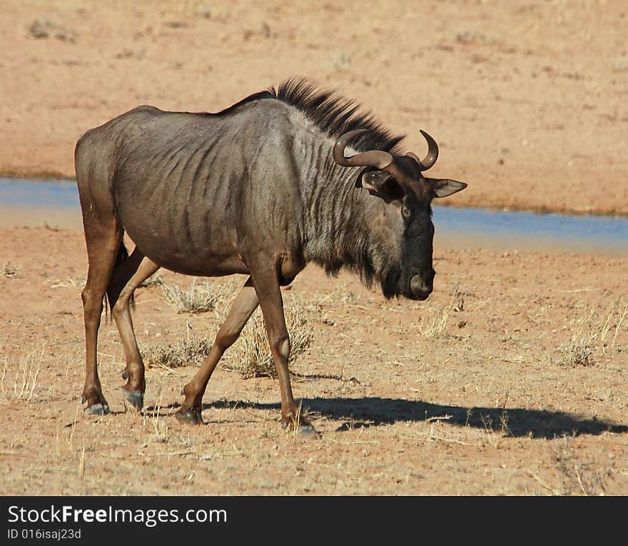 Blue wildebeest (Connochaetes taurinus) in the Kgalagadi Transfrontier Park, Kalahari desert, Southern Africa