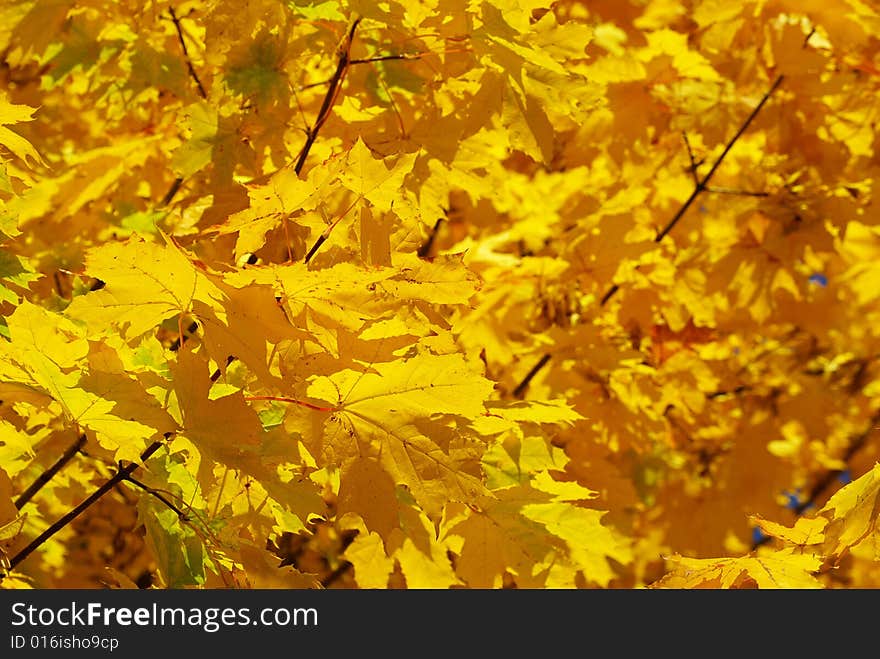 Autumn leaves background in sunny day