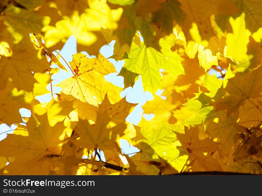 Autumn leaves background in sunny day