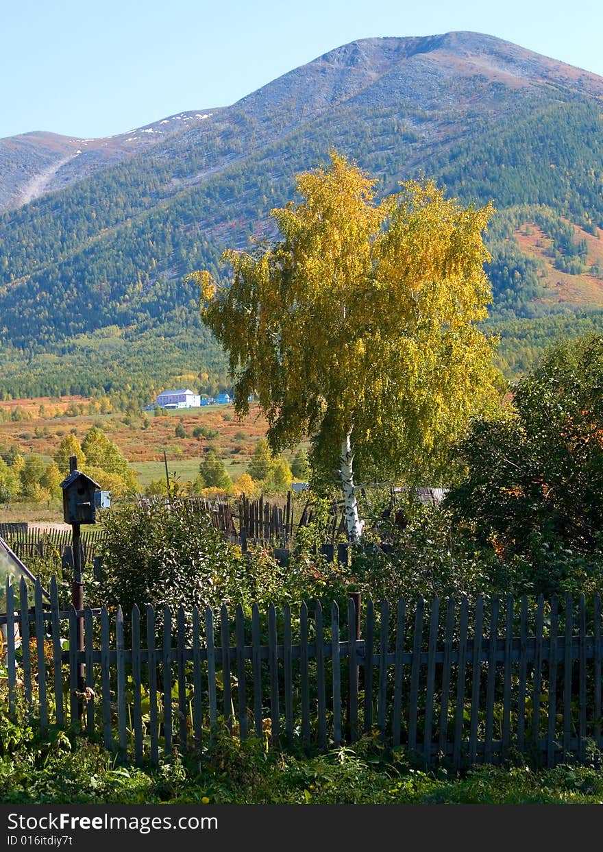 Birch near mountains