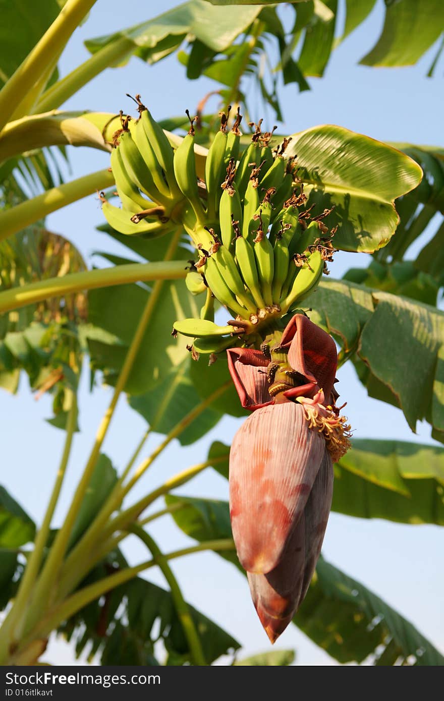 Banana Flower And Bunch