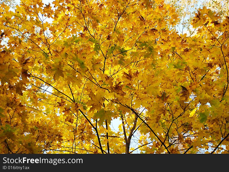 Autumn colors in the forest. Autumn colors in the forest